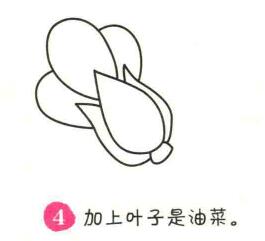 油菜簡筆畫畫法步驟04