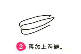 白菜簡筆畫畫法步驟02