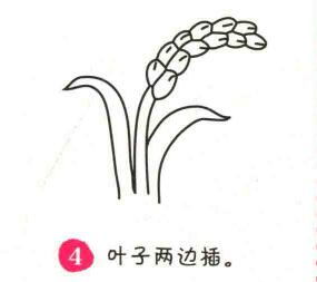 水稻簡筆畫畫法步驟04