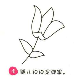 百合花簡筆畫畫法步驟04