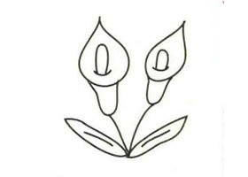 馬蹄蓮簡(jiǎn)筆畫(huà)