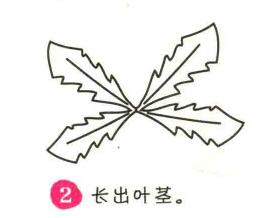 蒲公英簡(jiǎn)筆畫(huà)畫(huà)法步驟02