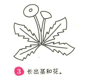蒲公英簡(jiǎn)筆畫(huà)畫(huà)法步驟03