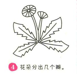 蒲公英簡(jiǎn)筆畫(huà)畫(huà)法步驟04