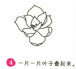 多肉植物簡筆畫畫法步驟04