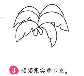 椰子樹簡筆畫畫法步驟03