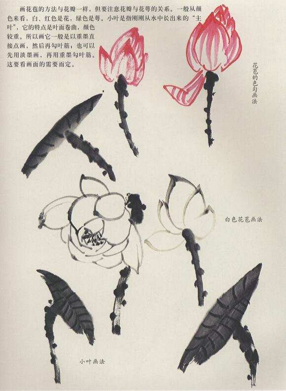 國(guó)畫(huà)荷花花苞與小葉的畫(huà)法