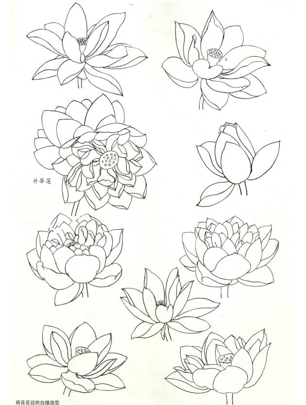 荷花花冠的白描造型