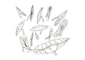 國(guó)畫荷花之荷葉的白描造型
