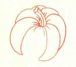 南瓜色鉛筆簡(jiǎn)筆畫(huà)畫(huà)法步驟02