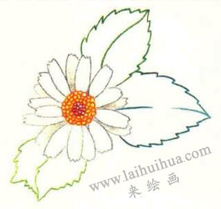 雛菊色鉛筆簡(jiǎn)筆畫畫法步驟03
