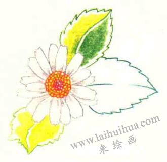 雛菊色鉛筆簡(jiǎn)筆畫畫法步驟05