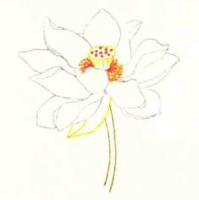 荷花色鉛筆簡(jiǎn)筆畫(huà)畫(huà)法步驟03