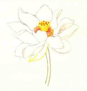 荷花色鉛筆簡(jiǎn)筆畫(huà)畫(huà)法步驟04