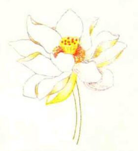 荷花色鉛筆簡(jiǎn)筆畫(huà)畫(huà)法步驟05