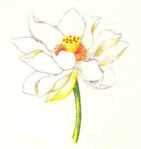 荷花色鉛筆簡(jiǎn)筆畫(huà)畫(huà)法步驟06