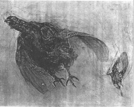 鳥的素描畫法范例01
