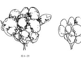 樹(shù)的鋼筆畫(huà)表現(xiàn)技法
