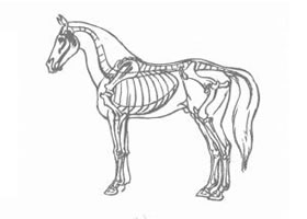 卡通畫(huà)哺乳動(dòng)物的結(jié)構(gòu)及其特征