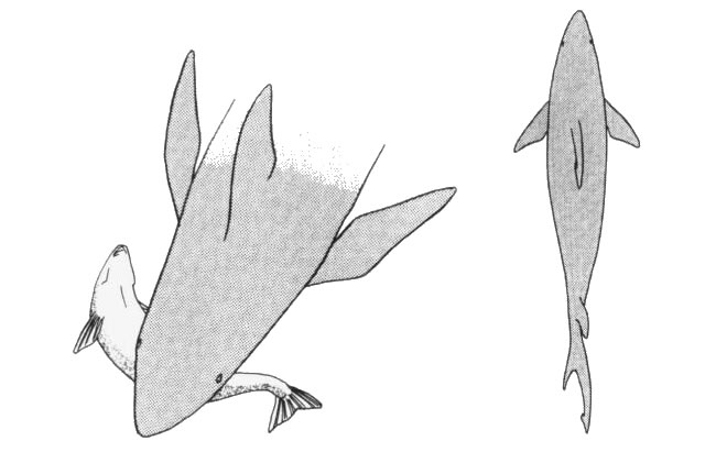 鯊魚卡通畫法