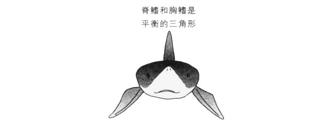 鯊魚的背鰭和胸鰭卡通畫法