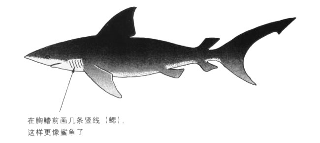 鯊魚卡通畫法