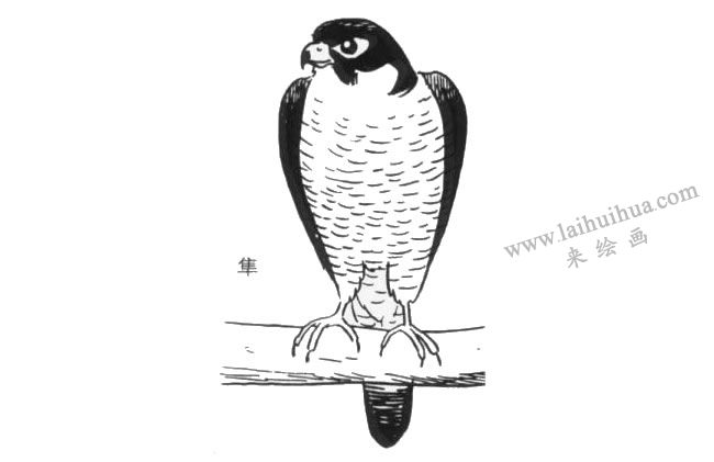 猛禽的卡通畫(huà)畫(huà)法（隼）
