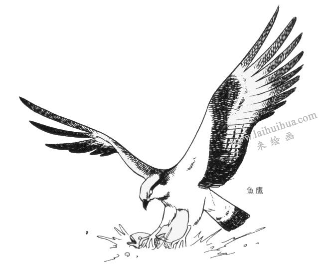 猛禽的卡通畫(huà)畫(huà)法（魚(yú)鷹）