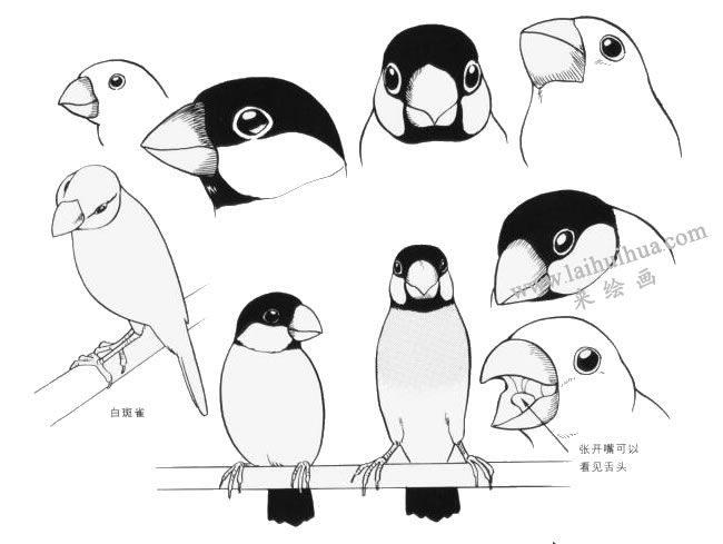 白雀斑卡通畫(huà)畫(huà)法