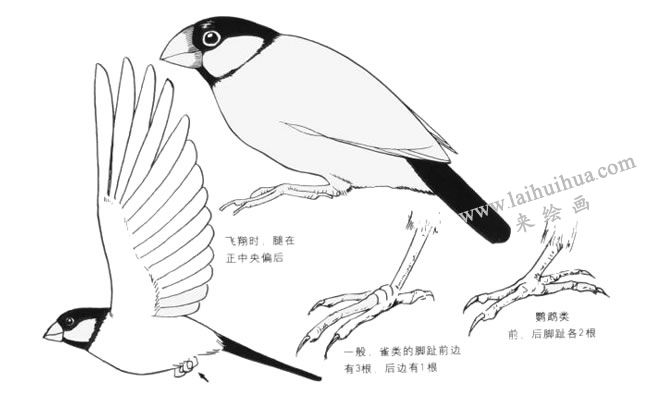 鸚鵡類(lèi)卡通畫(huà)畫(huà)法