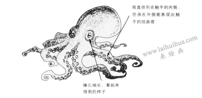 章魚(yú)卡通畫(huà)法