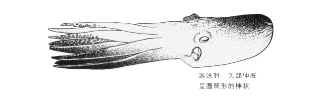 游泳的章魚(yú)卡通畫(huà)法