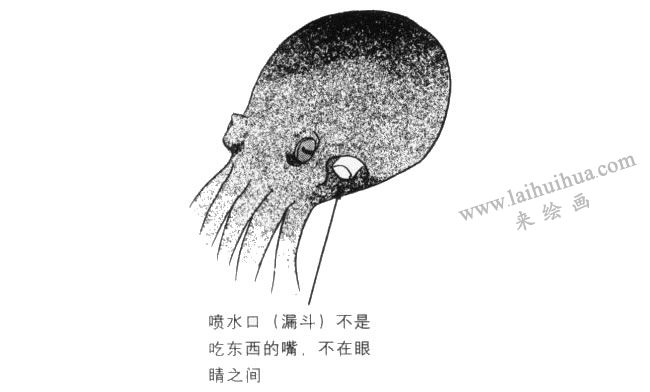 章魚(yú)卡通畫(huà)法