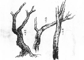 中國(guó)畫(huà)的畫(huà)樹(shù)技法