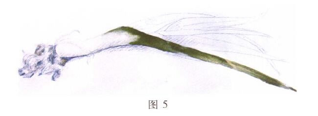 大蒜水粉畫(huà)寫(xiě)生步驟02