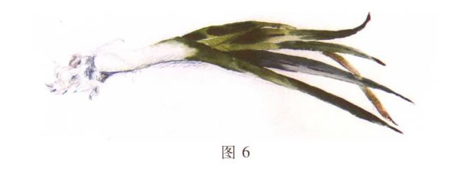大蒜水粉畫(huà)寫(xiě)生步驟03