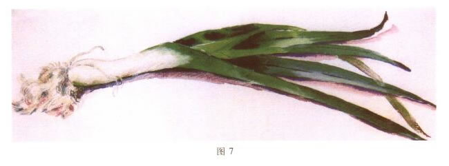 大蒜水粉畫(huà)寫(xiě)生步驟04