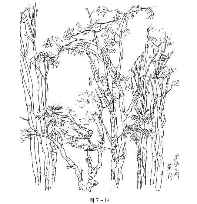 樹(shù)干的速寫畫法解析