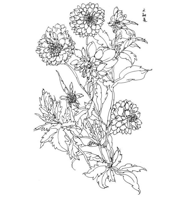 花卉速寫(xiě)的觀察方法