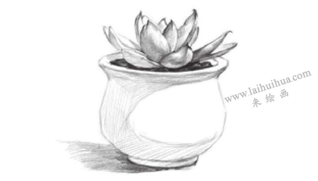窗臺(tái)上的多肉植物素描畫法步驟07