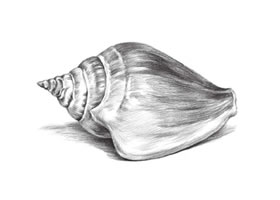 海螺的素描畫法步驟