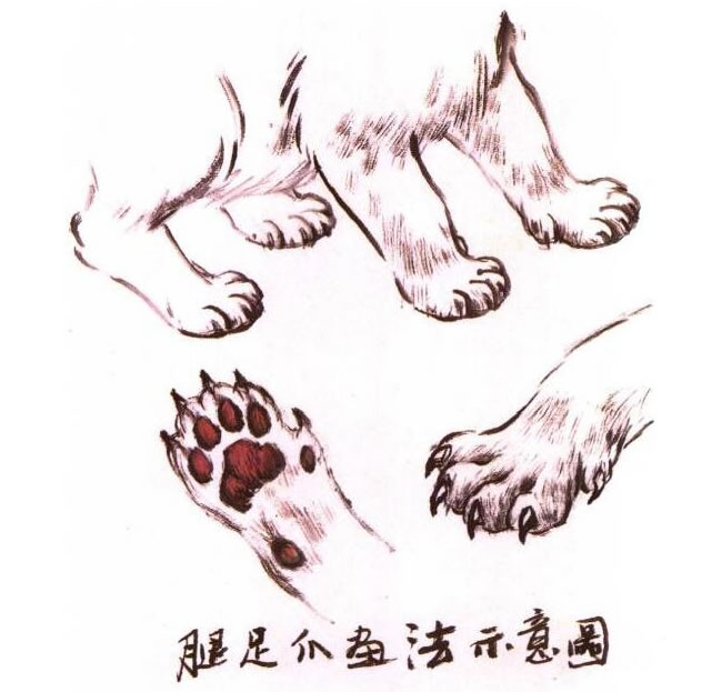 貓腿、貓足、貓爪水墨畫(huà)法