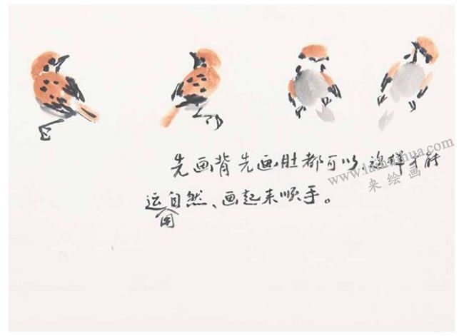 先畫頭、背、肚、翅等方法，麻雀寫意畫