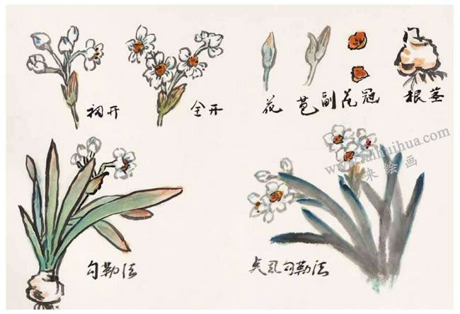 水仙花的寫(xiě)意畫(huà)法