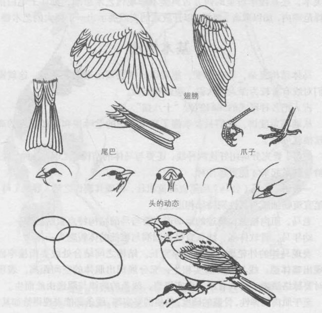 禽鳥的白描畫法