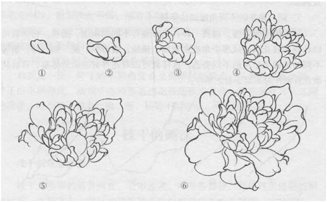 花朵白描的畫法