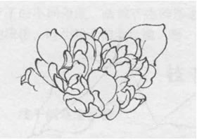 花朵白描的畫(huà)法