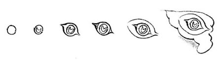 錦雞眼白描畫法