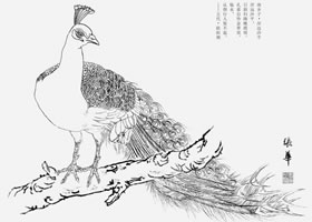 白描孔雀的畫(huà)法要點(diǎn)