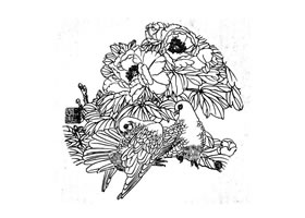 鴿子白描畫(huà)法